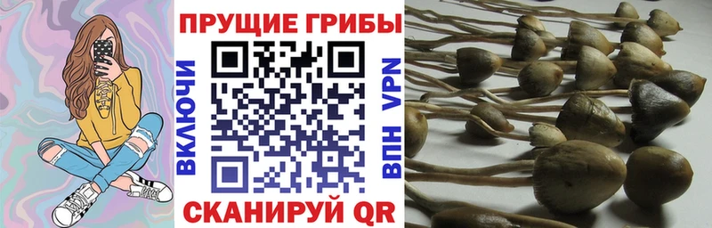 Псилоцибиновые грибы Cubensis  Волжский 